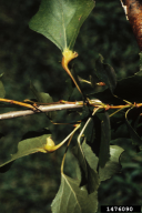 Pemphigus bursarius