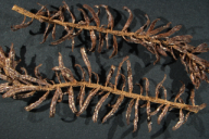Aecidium elatinum