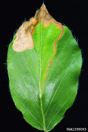 Rhynchaenus fagi