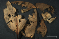 Aecidium erythronii