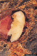 Ips sexdentatus