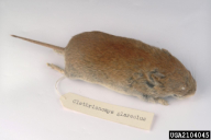 Clethrionomys glareolus