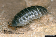 Armadillidium vulgare subsp. rufobrunneus