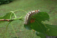 Leucoma salicis