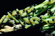 Neodiprion sertifer
