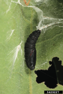 Tortrix viridana