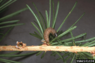 Zeiraphera diniana