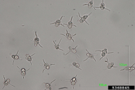 Diplocarpon mespili