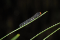 Diprion pini