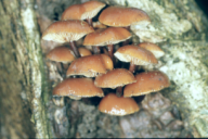 Flammulina velutipes
