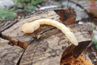 Calcophora mariana