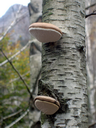 Piptoporus betulinus