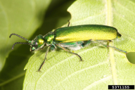 Lytta vesicatoria