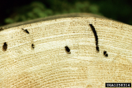 Tetropium castaneum