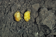 Xanthogaleruca luteola