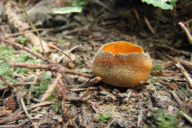 Caloscypha fulgens