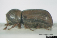 Xyloterus lineatus