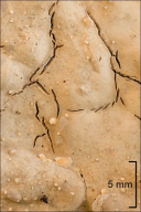 Haematostereum rugosum