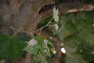 Erysiphe platani