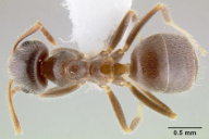 Lasius niger