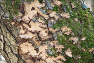 Haematostereum rugosum