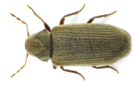 Anobium punctatum