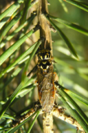 Acantholyda nemoralis
