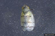Japananus hyalinus