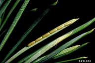 Acantholyda nemoralis
