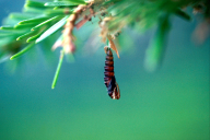 Choristoneura murinana