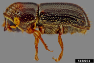 Geosmithia morbida