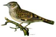 Lullula arborea