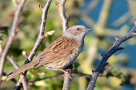 Prunella modularis