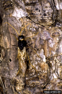 Urocerus gigas