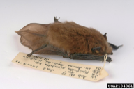 Pipistrellus pipistrellus