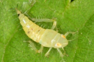 Scaphoideus titanus
