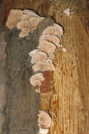 Schizophyllum commune