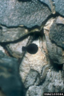 Ips sexdentatus