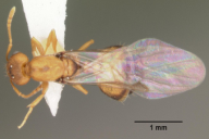 Monomorium pharaonis