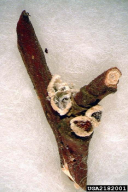 Schizoneura ulmi