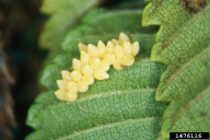 Xanthogaleruca luteola