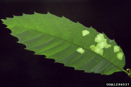 Tischeria ekebladella