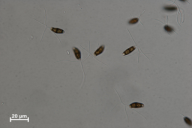 Truncatella hartigii