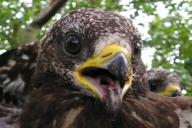 Pernis apivorus