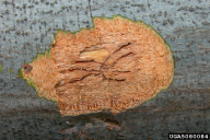 Taphrorychus bicolor