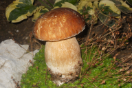 Podatki o sliki, izvirna velikost.