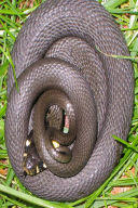 Natrix natrix