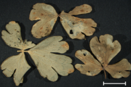 Aecidium aquilegiae