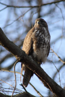 Buteo buteo