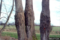 Xanthomonas populi